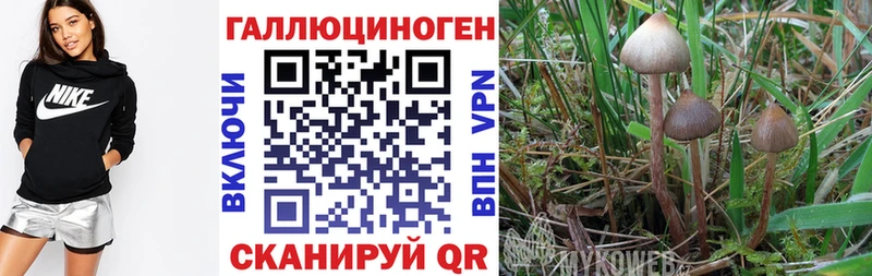 Псилоцибиновые грибы Psilocybine cubensis  Яблоновский 